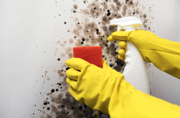  Stamford, CT Mold Removal Pros